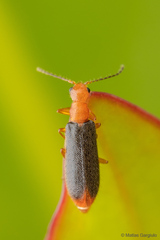 Hylodanacaea haemorrhoidalis