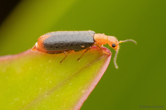 Hylodanacaea haemorrhoidalis