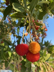 Arbutus