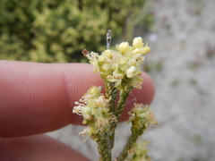 Passerina paleacea