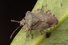 Lanopis rugosus