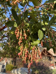 Arbutus