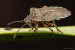 Lanopis rugosus