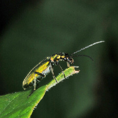 Chrysanthia viridissima
