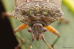 Lanopis rugosus