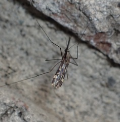 Anopheles punctipennis