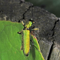 Chrysanthia viridissima