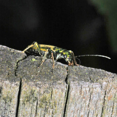 Chrysanthia viridissima