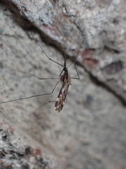 Anopheles punctipennis