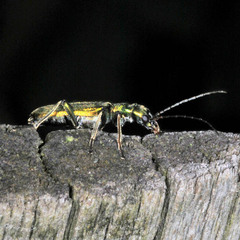 Chrysanthia viridissima
