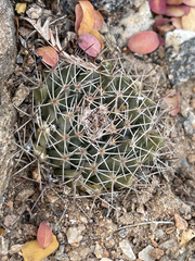 Mammillaria petrophila