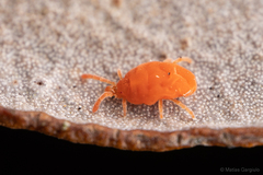 Microtrombidiidae