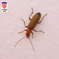 Nacerdes melanura