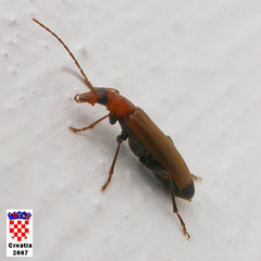 Nacerdes melanura