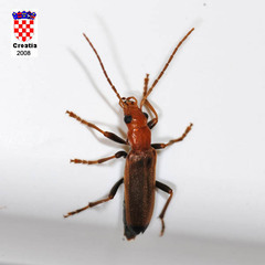 Nacerdes melanura