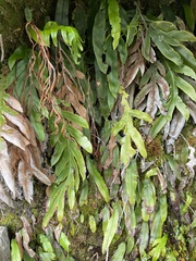 Blechnum colensoi