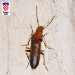 Nacerdes melanura