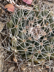 Mammillaria petrophila
