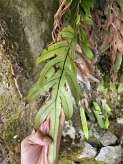 Blechnum colensoi