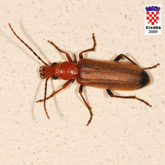 Nacerdes melanura