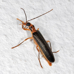 Nacerdes carniolica