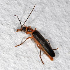 Nacerdes carniolica