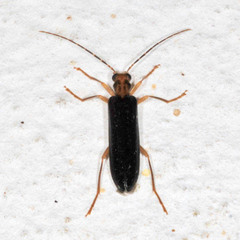 Nacerdes carniolica