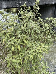 Olearia ilicifolia