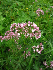 Valeriana transjenisensis