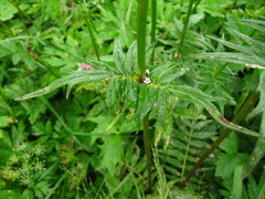 Valeriana transjenisensis
