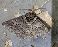 Hypobapta percomptaria