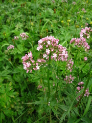 Valeriana transjenisensis