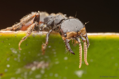 Elaphroptera