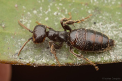 Elaphroptera