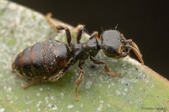 Elaphroptera