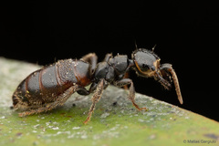 Elaphroptera
