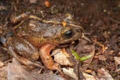 Eupsophus emiliopugini