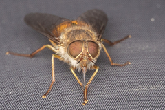 Scaptia