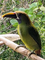 Aulacorhynchus prasinus