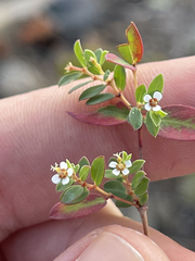 Euphorbia magdalenae