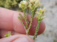 Passerina paleacea