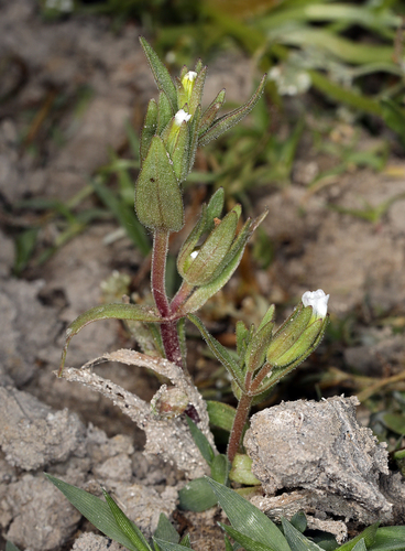 iNaturalist observation photo of bractless hedge-hyssop