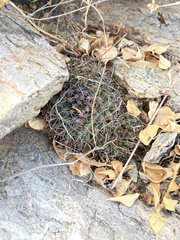 Mammillaria petrophila