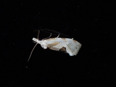 Aethes angustana