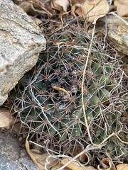 Mammillaria petrophila
