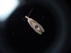 Aethes angustana