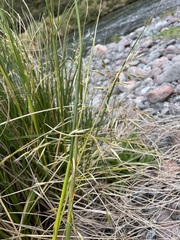 Chionochloa