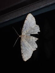 Melanolophia