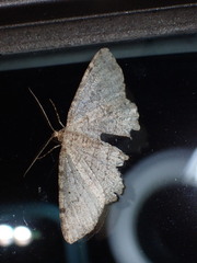 Melanolophia