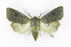 Orthosia gracilis